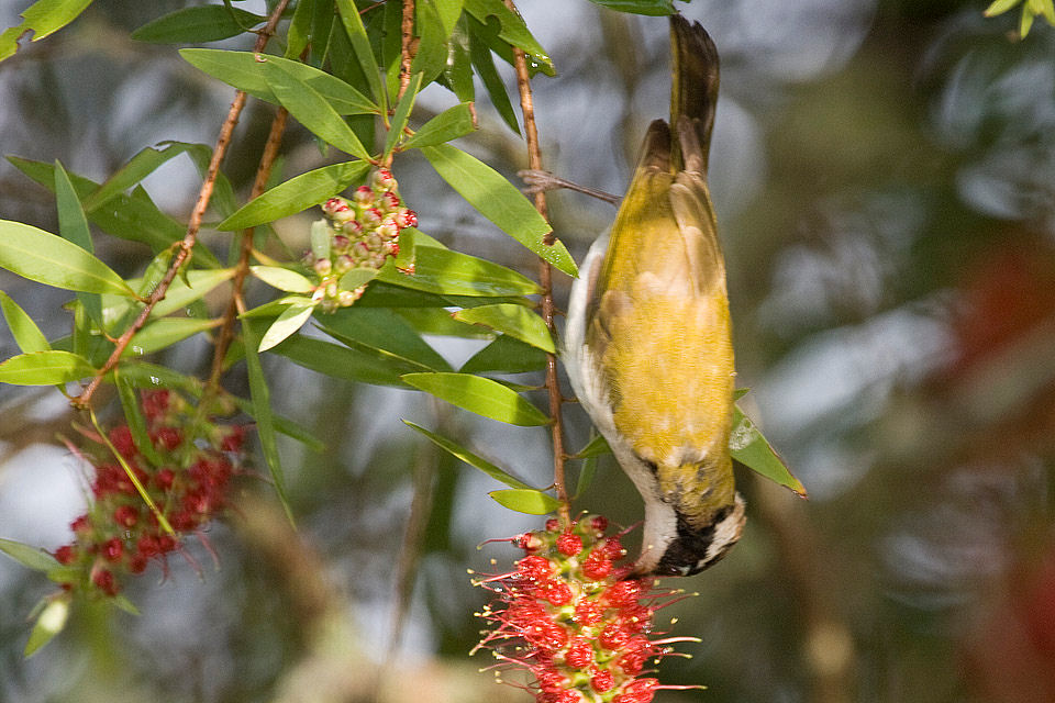 White-throated Honeyeater (Melithreptus albogularis)